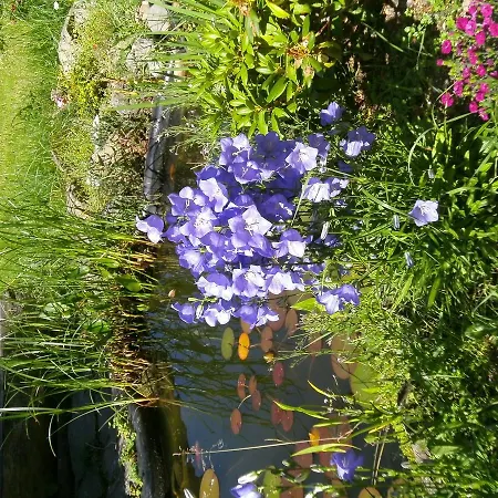 Отель Schwarzwaldgasthaus Salenhof 3*